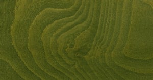 12_Green stain_Zielona bejca